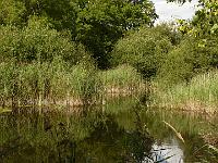 Wicken Fen