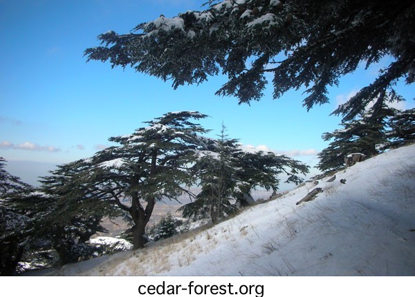 Lebanese cedar