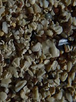 25_geodh_gainmhich_554x