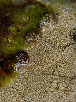 P1150655a