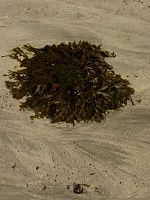 P1170347