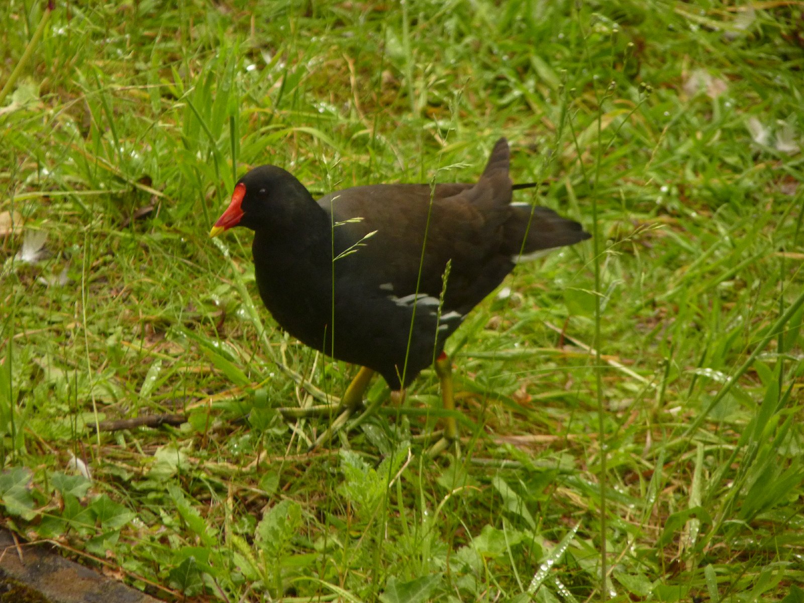 P1130093