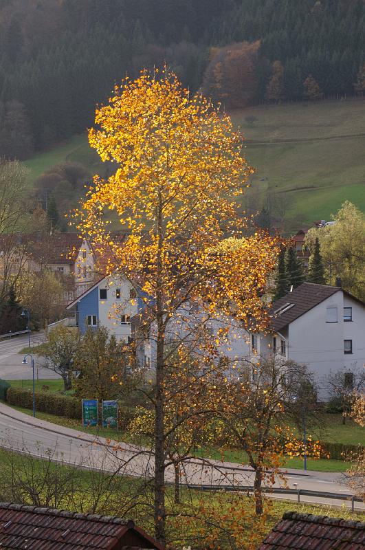 IMGP3417