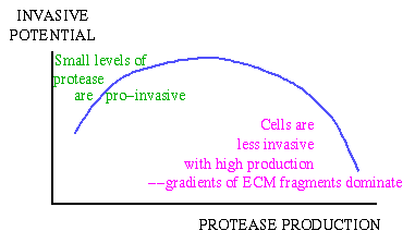 Invasive potential vs protease production