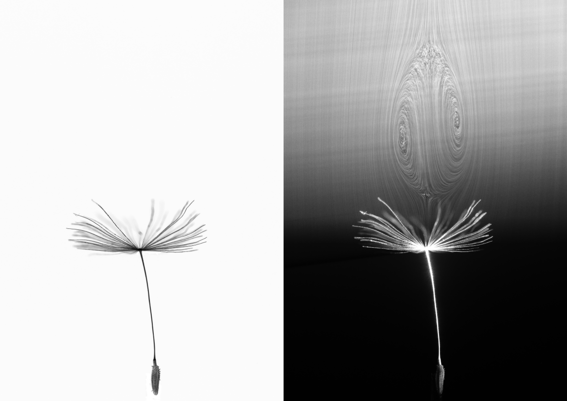 Dandelion flight