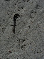P1170348m